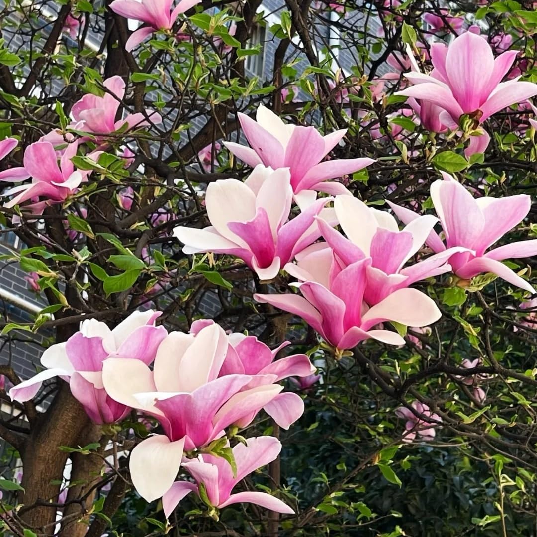 30pcs Magnolia Tree Seeds for Home Garden, Perennial Flowering Ornamental Shrub with Showy Blooms