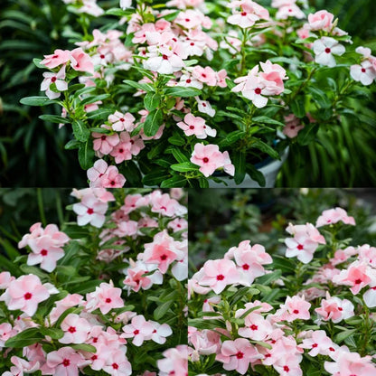 Perennial Periwinkle Flower Seed, 100 Heirloom Periwinkle Flower Seeds, Ground Cover Seeds for Home Garden and Outdoor