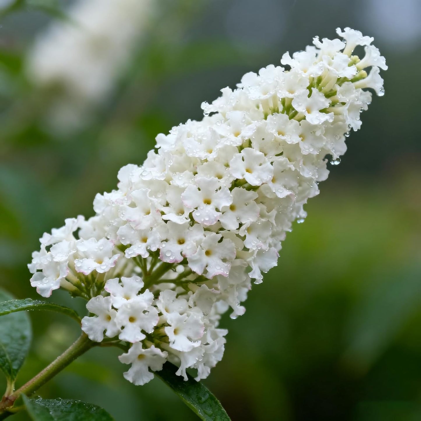 290Pcs Butterfly Bush Seeds Easy to Maintain ideal for long term fixed planting in yard scenic areas and garden landscape spaces