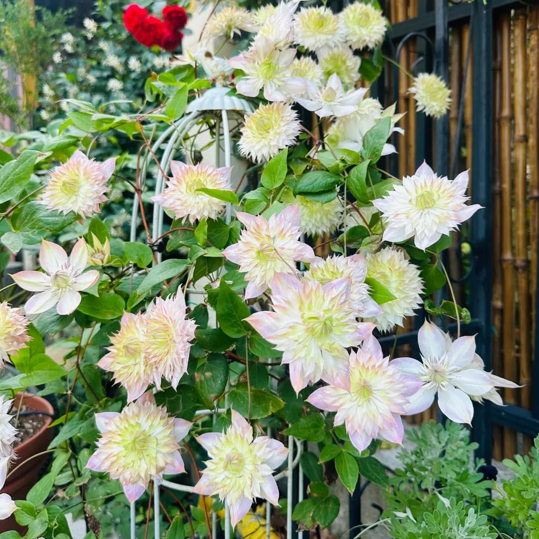 100 Clematis Seeds for Planting, Climbing Clematis Vine Non-GMO Seed, Perennial Flower Seed for Outdoor Home Garden