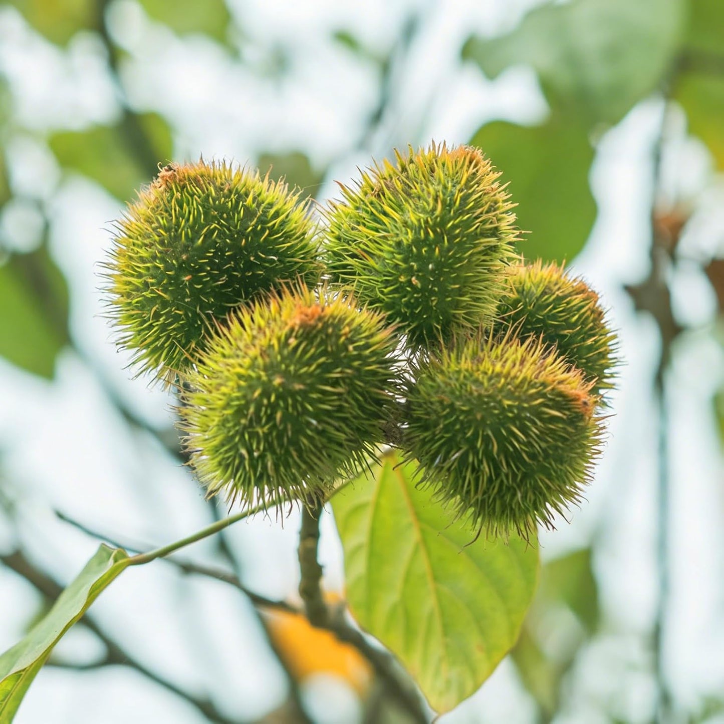 10Pcs Soursop Pawpaw Seeds Fast To Sprout Great For Creating A Functional Beautiful Garden Space With Tropical Appeal