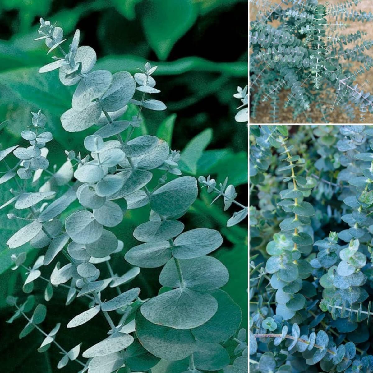 98Pcs Aromatic Eucalyptus Tree Seeds Heirloom Evergreen Plant, Quick Germination, Fragrant Silver-Green Foliage, Cold Tolerant, Perfect for Outdoor Landscaping & Indoor Drying