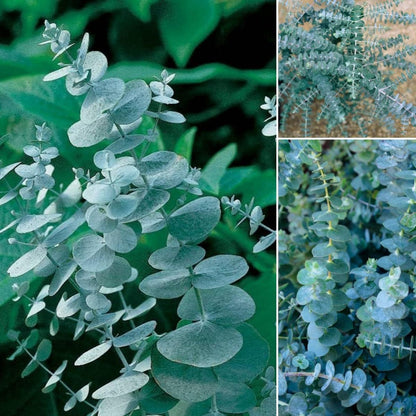 98Pcs Aromatic Eucalyptus Tree Seeds Heirloom Evergreen Plant, Quick Germination, Fragrant Silver-Green Foliage, Cold Tolerant, Perfect for Outdoor Landscaping & Indoor Drying