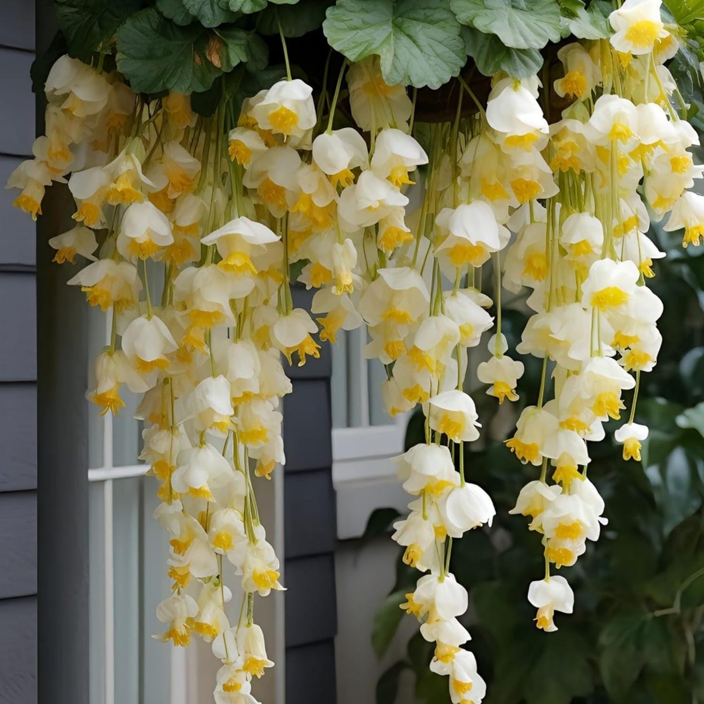 300pcs Hanging Begonia Seeds, Fragrant Blooms, Easy Grow Perennial Ornamental, for Indoor Outdoor Garden