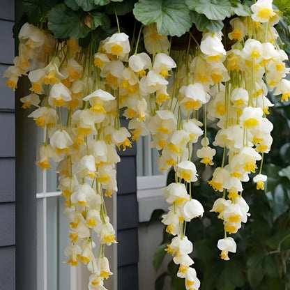 300pcs Hanging Begonia Seeds, Fragrant Blooms, Easy Grow Perennial Ornamental, for Indoor Outdoor Garden
