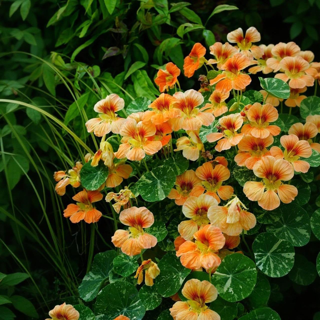 30pcs Novice Approved Nasturtium Seeds for planting in residential garden beds and private yard border spaces