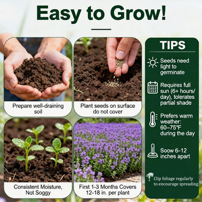500pcs Red Creeping Thyme Seeds Ground Cover,Thyme Seeds for Planting Indoors,Thymus Seed Perennial Flower Non-GMO Heirloom for Home Garden