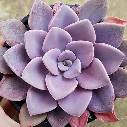 999pcs Mixed Succulent  Seeds for Planting Exotic Perennial Flowering Plant Lovely Garden Home Plant Houseplant
