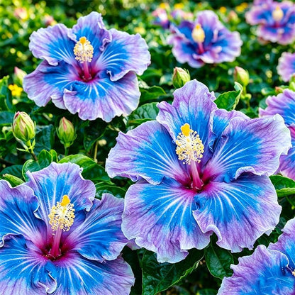 100pcs Mixed Hibiscus Seeds for Planting - Perennial Plant for Gardens & Containers, Vibrant Tropical Color, Non-GMO