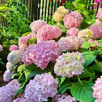 Hydrangea Seeds for Planting 45pcs Large-Bloom Perennial Shrubs – Beautiful Pink Flowers for Garden Beds, Borders & Landscaping