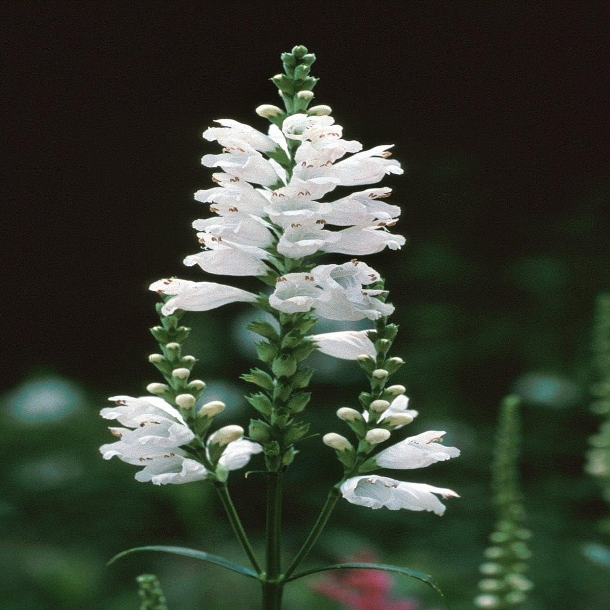 150pcs Obedient Plant Perennial with Pink to Lavender Flowers Attracts Pollinators Garden Border Plant