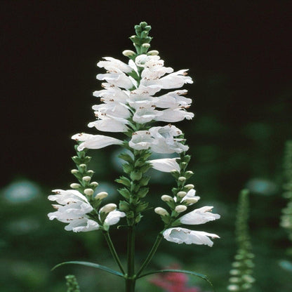 150pcs Obedient Plant Perennial with Pink to Lavender Flowers Attracts Pollinators Garden Border Plant