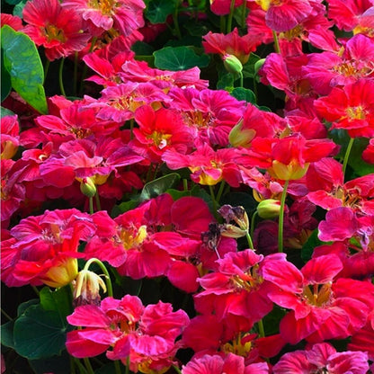 30pcs Suitable for beginner planting Nasturtium Seeds flourish in ordinary well drained soil suited for ornamental garden cultivation
