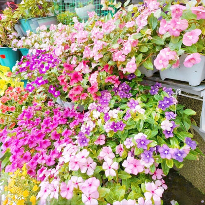 100 Periwinkle Flower Seeds for Planting – Heat & Drought Tolerant Perennial, Vibrant Mixed Colors, Ground Cover Low Maintenance Bedding Plants