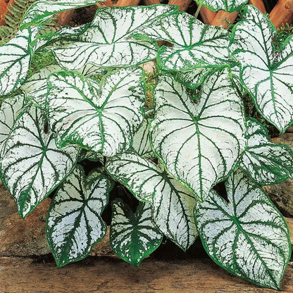 100Pcs Mix Caladium Bicolor Seeds for Planting Shade Loving, Heat Tolerant, Perfect for Containers & Indoor Decor