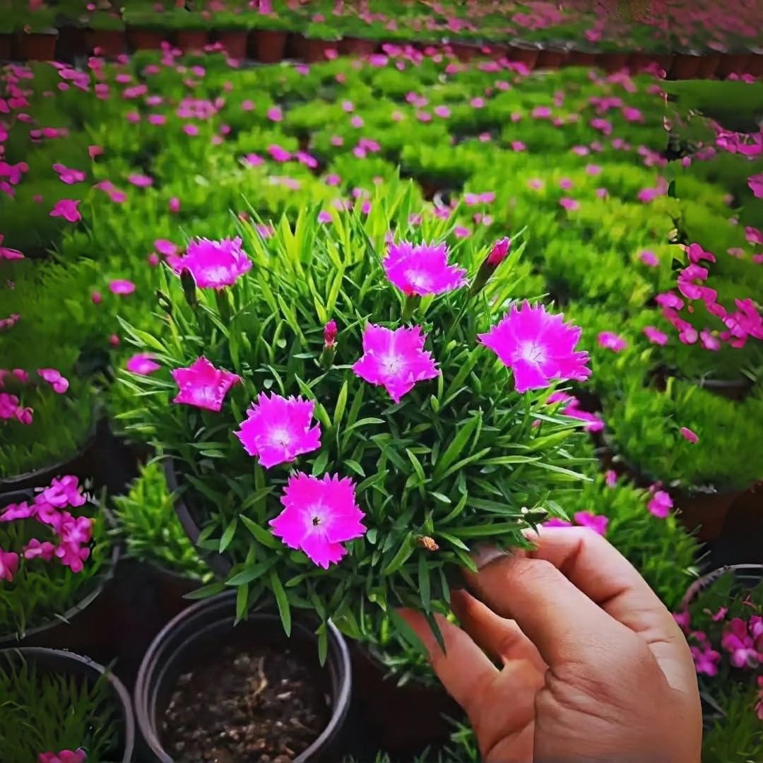 500 Perennial Dianthus Plumarius Sweetness Seeds – Fragrant, Long-Blooming Non-GMO Flower Seeds – Perfect for Colorful Garden Planting