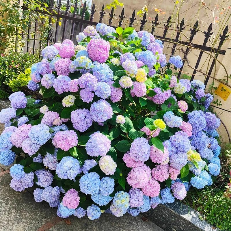 40Pcs Hydrangea Seeds Non-GMO Shade-Tolerant Perennial Flowers, Low-Maintenance & Showy Blooms for Outdoor Garden