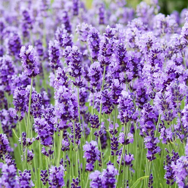 1000pcs English Lavender Flower Seeds for Planting -Purple Blooms for Garden- Attracts Pollinating Insects