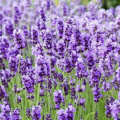 1000pcs English Lavender Flower Seeds for Planting -Purple Blooms for Garden- Attracts Pollinating Insects