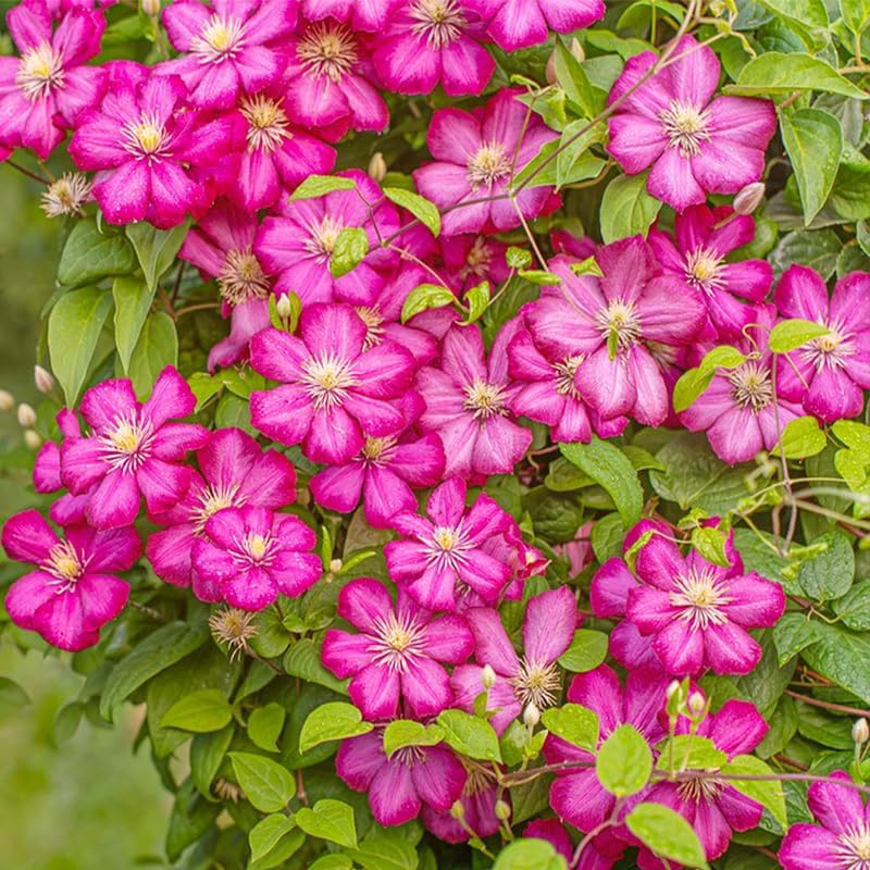 100 Mix Clematis Vine Seeds for Planting - Non-GMO Heirloom Plant Seeds