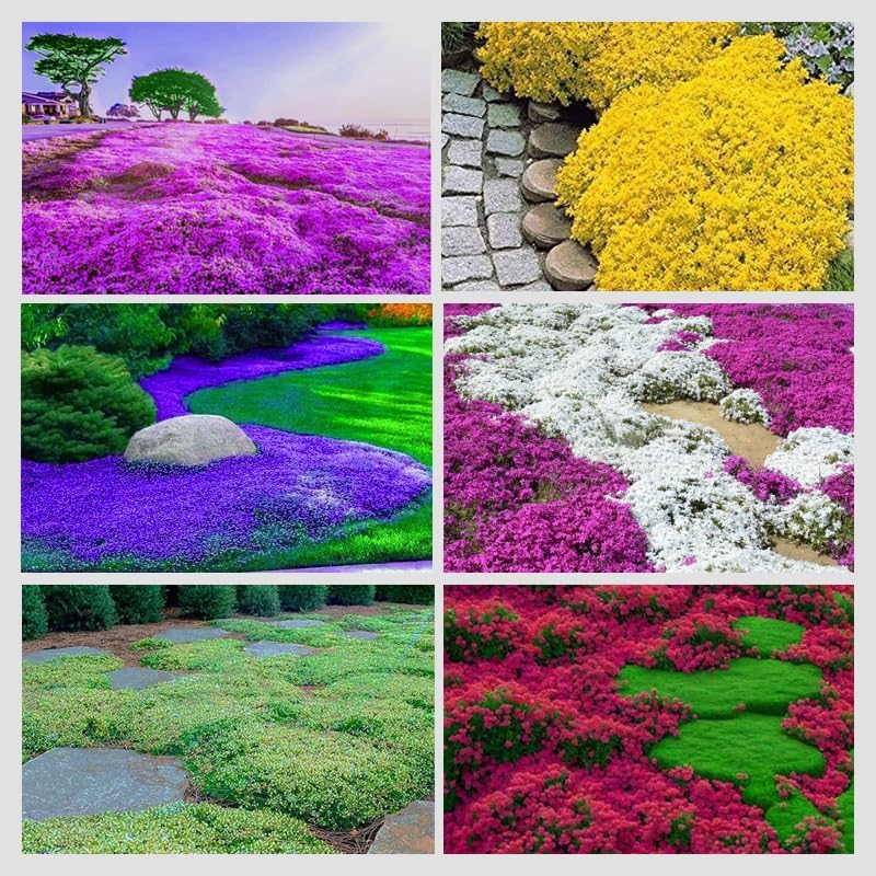 500 Mix Creeping Thyme Seeds for Planting Ground Cover Plant  Perennial Thyme Heirloom Blue, Purple, Red, Yellow White Thymus