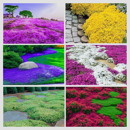 500 Mix Creeping Thyme Seeds for Planting Ground Cover Plant  Perennial Thyme Heirloom Blue, Purple, Red, Yellow White Thymus