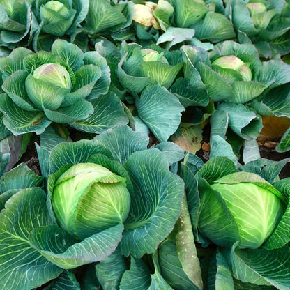200pcs Cabbage Seeds Friendly for new gardeners grow into full rounded rosette form with steady seasonal growth renewal features