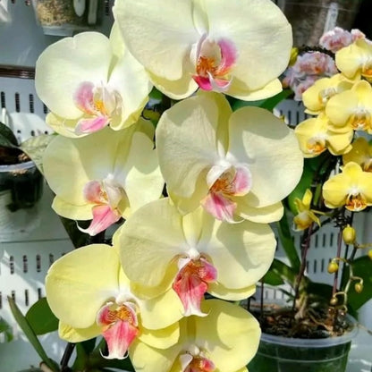 100pcs Mix Orchid Seeds for Planting - Butterfly Orchid Plants Flower Seeds Home Decoration Flowers Plants