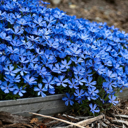 500pcs Creeping Phlox Seeds for Planting,Bright Perennial Creeping Phlox Seeds- Ground Cover Plants Seed Non-GMO Heirloom for Outdoors