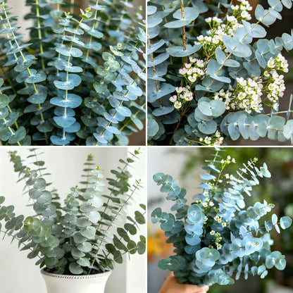 100Pcs Eucalyptus Seeds Easy to Grow and Care for perfect for spacious outdoor yards and wide courtyard decorative layout