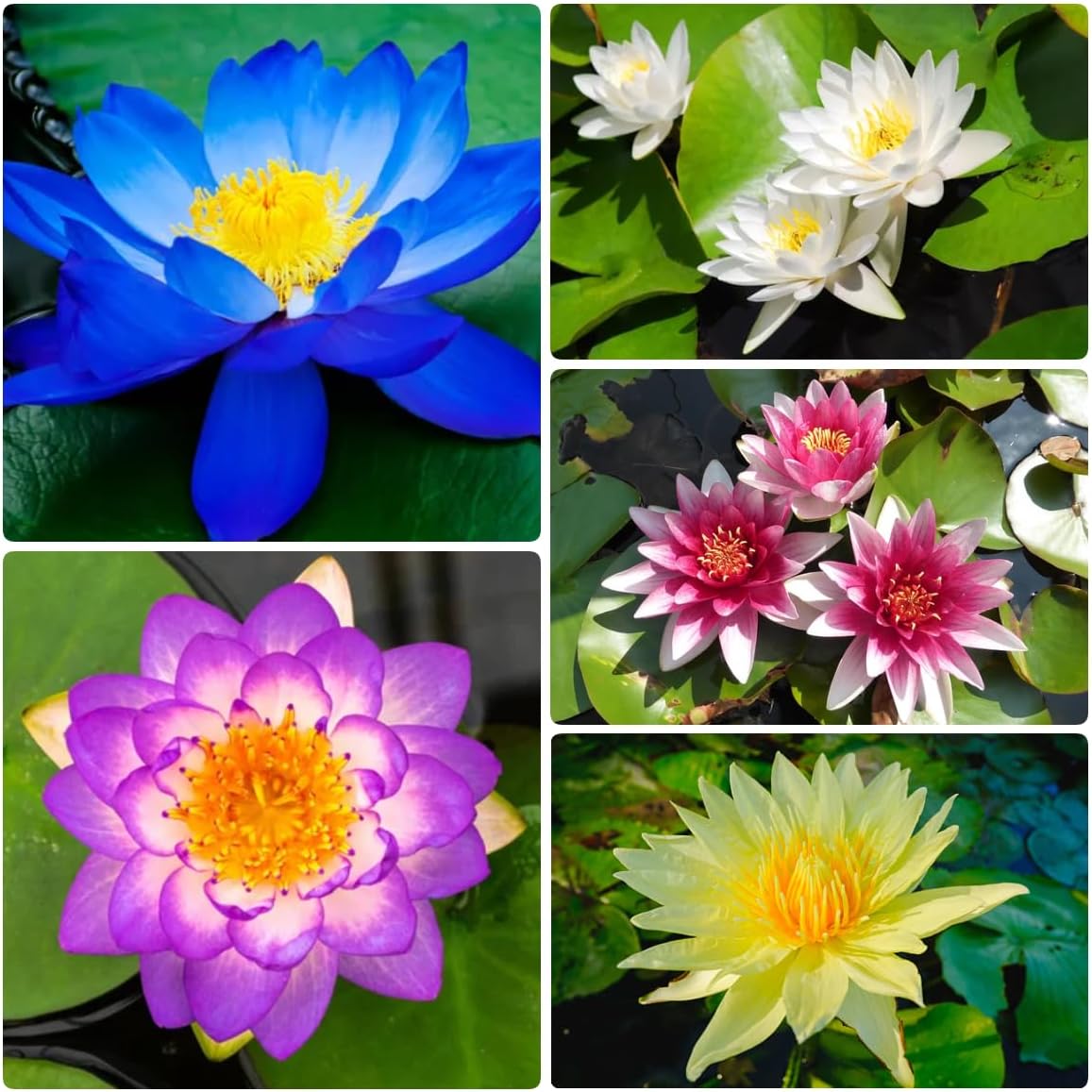 Bowl Lotus Seeds, 12 Non-GMO Mix Water Lily Seeds, Water Plants for Indoor Bonsai & Outdoor Ponds, Easy to Grow for Beginners