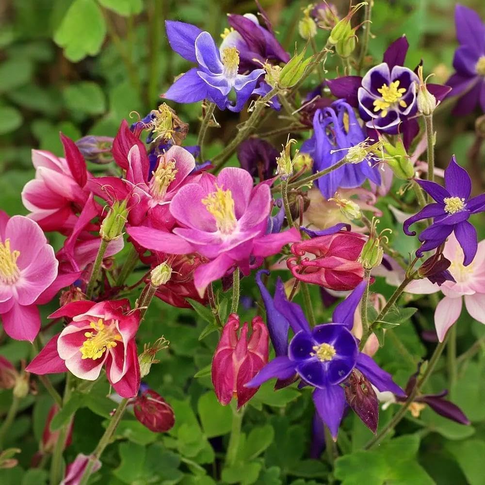 200pcs Columbine Seeds Perennial Non-GMO Flower Seeds That Attract Hummingbirds, Bees & Butterflies for Gardens, Borders, Cut Flowers & Pollinator Beds
