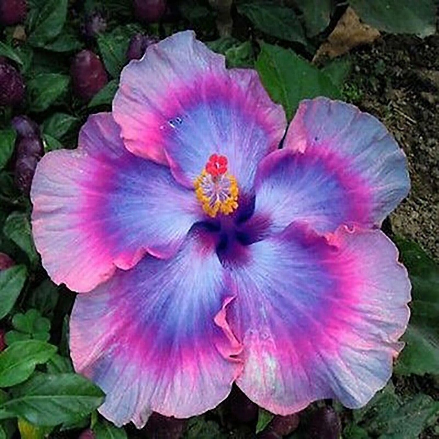 100pcs Mix Colors Giant Hibiscus Seeds - Non-GMO Heirloom Variety - Vibrant Blooms for Your Flourishing Garden