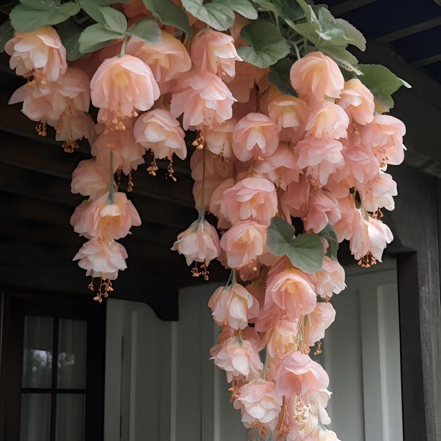 300pcs Hanging Begonia Seeds Flowers | Ornamental Garden & Basket Plant Seeds for Garden Outdoor Indoor