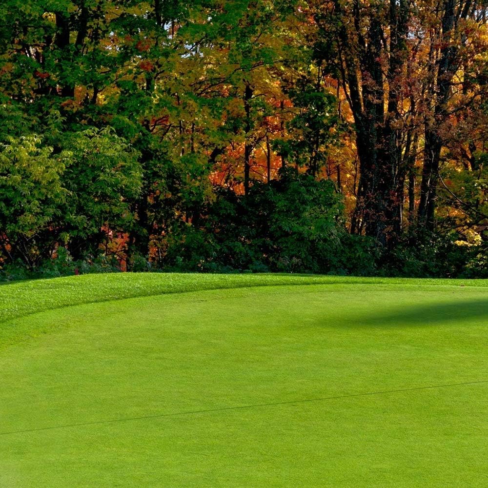 500Pcs Beginner Friendly Grass Seeds withstand mild wind and temperature fluctuations in open residential environments