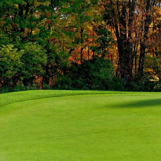 500Pcs Beginner Friendly Grass Seeds withstand mild wind and temperature fluctuations in open residential environments