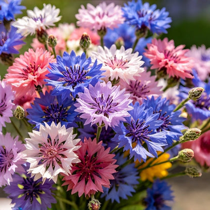 500pcs Cornflower Seeds for Planting Heirloom Non-GMO Bachelor's Button, Vibrant Wildflower Pollinator-Friendly Garden Flower for Beds, Borders & Meadow Landscaping