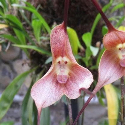 100pcs Monkey Orchid Seeds for Planting, Perennial Non-GMO Flowers Seeds for Bonsai Decoration, Home Garden