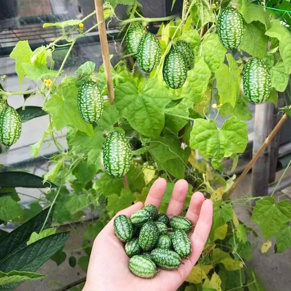 48Pcs Mini Thumb Watermelon Fruit Seeds for Home Garden Outdoor