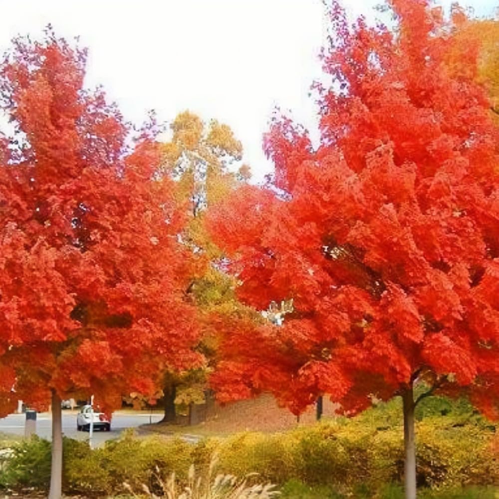 Maple Seeds 40Pcs Stunning Deep Purple Foliage, Hardy Ornamental Tree Easy Growing for Gardens, Yards & Landscape Accents