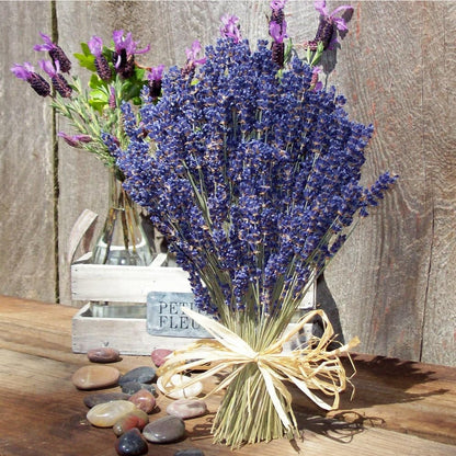1000Pcs Lavender Seeds Drought Resistant Easy To Raise For Open Air Planting