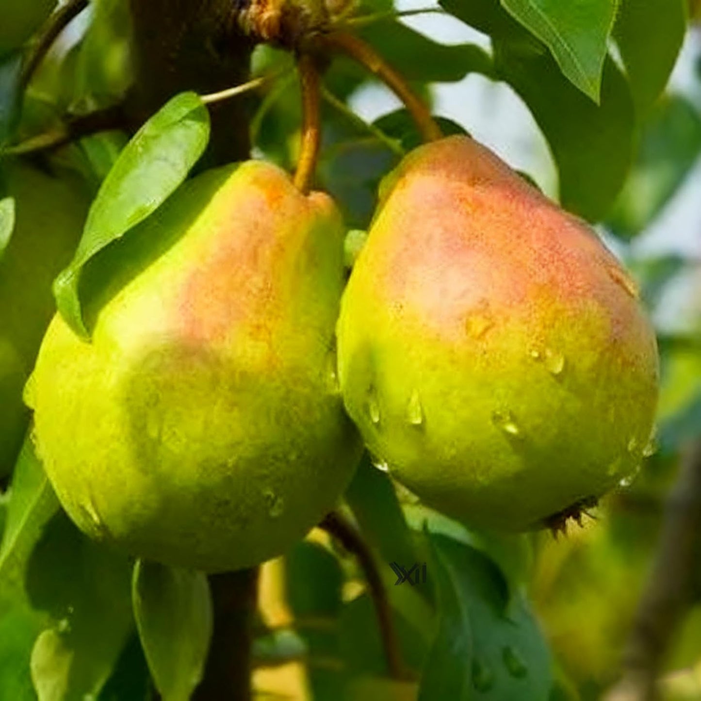 50Pcs Pear Seeds Suitable for planting form well-defined symmetrical crowns with fine textured layered foliage, ideal for courtyard accent decoration, garden perimeter arrangement and residential landscape layout