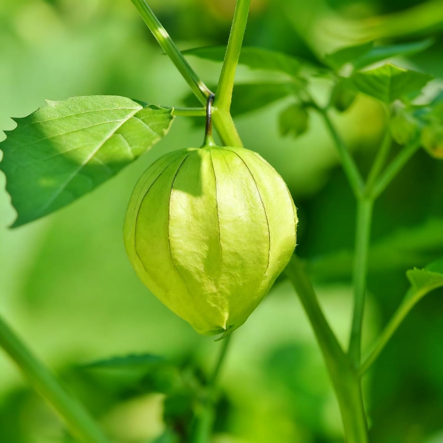 500Pcs Easy to Sow Groundcherry Seeds ideal for forming continuous natural ornamental lines along garden borders and yard edges