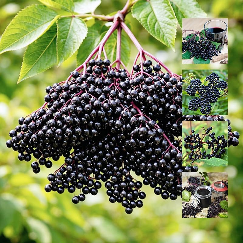190Pcs Elderberry Seeds for Planing - Non-GMO Heirloom Black Elderberry Seeds for Planting Outdoor