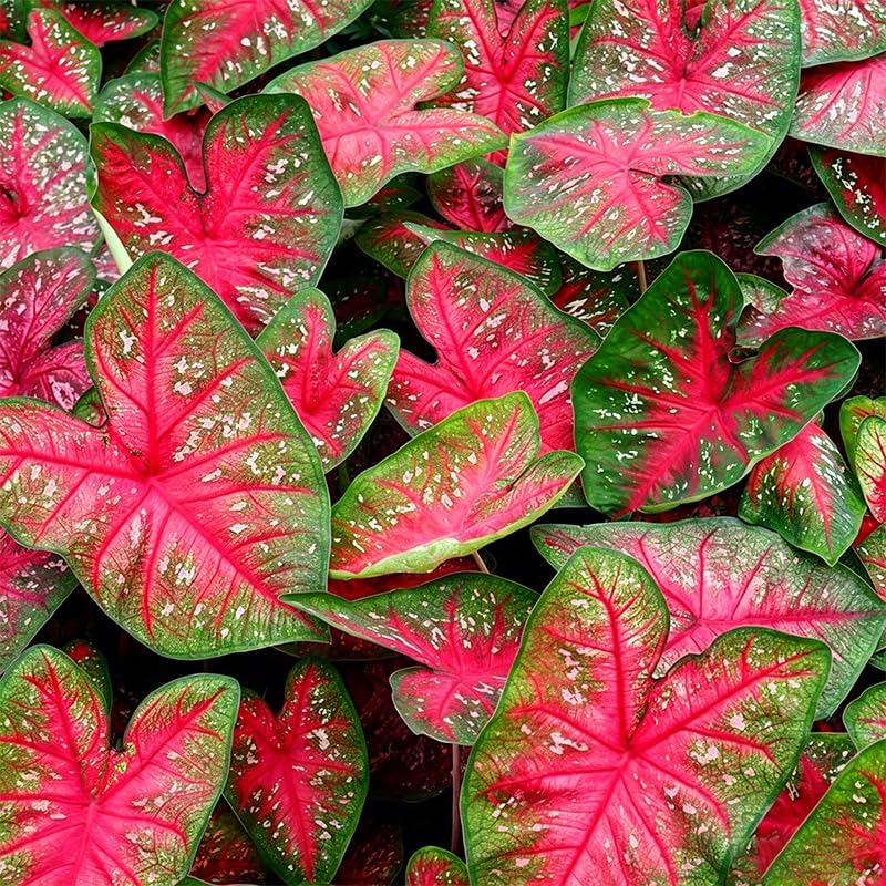 100Pcs Mix Caladium Bicolor Seeds for Planting Shade Loving, Heat Tolerant, Perfect for Containers & Indoor Decor