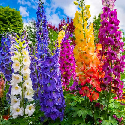 200 Premium Mix Larkspur Delphinium Seeds for Planting - Non-GMO Heirloom Wildflowers Delphinium Seeds