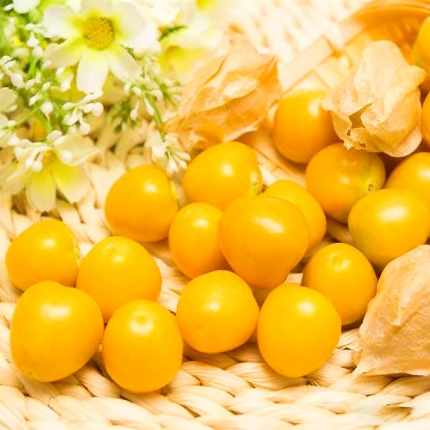 500Pcs Easy to Sow Groundcherry Seeds ideal for forming continuous natural ornamental lines along garden borders and yard edges