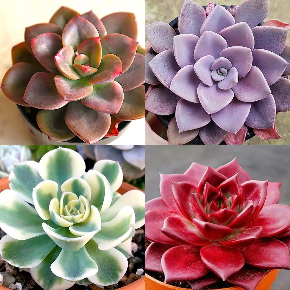 999pcs Mixed Succulent  Seeds for Planting Exotic Perennial Flowering Plant Lovely Garden Home Plant Houseplant