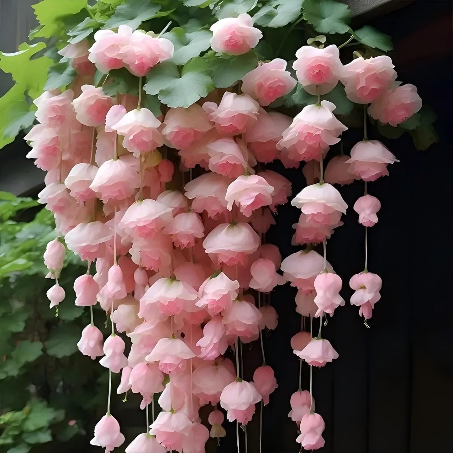 300pcs Hanging Begonia Seeds, Fragrant Blooms, Easy Grow Perennial Ornamental, for Indoor Outdoor Garden