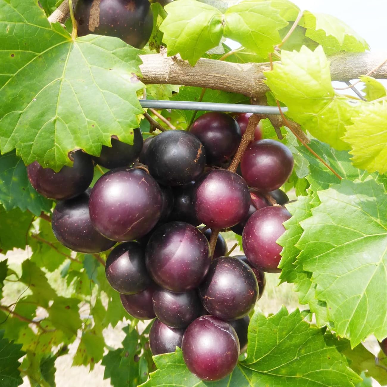 50Pcs Heirloom Purple Grape Vine Seeds for Lush Fruitful Gardens Perfect for Growing Your Own Grapes Seed for Planting